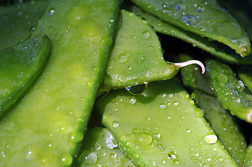 Image showing Wet sweet peas