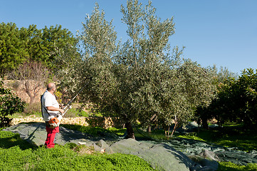 Image showing Olive harvest
