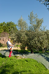 Image showing Olive harvest