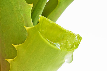 Image showing Aloe vera