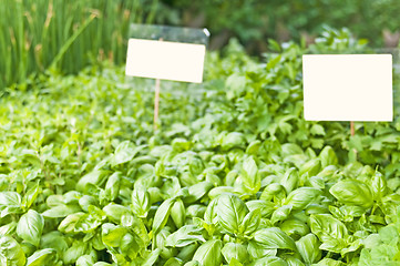 Image showing basil and herbs