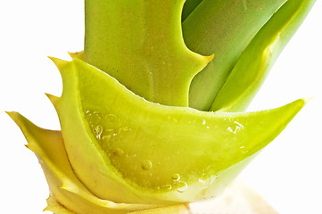 Image showing Aloe vera