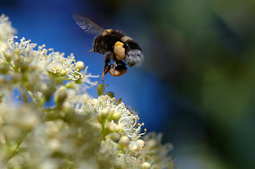 Image showing Bumblebee