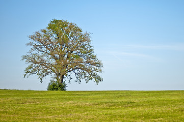 Image showing oak in summer