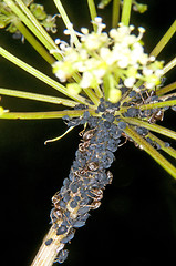 Image showing aphid and ant