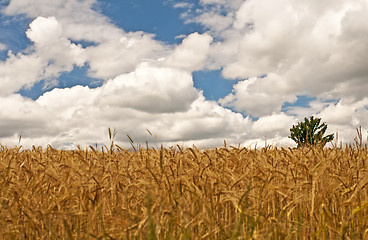 Image showing barley