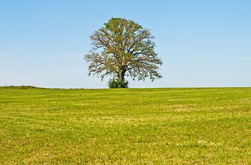 Image showing oak in summer