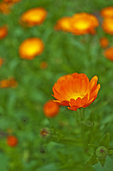 Image showing marigold fower