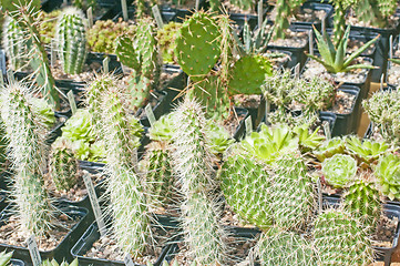 Image showing cactus