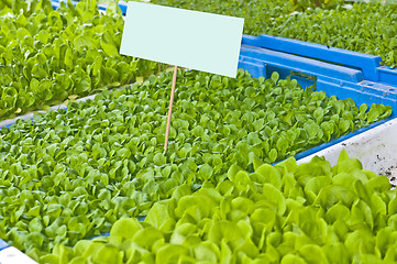 Image showing seedlings of salad