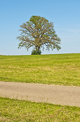 Image showing oak in summer