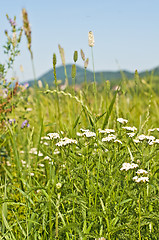 Image showing meadow with common yarrow