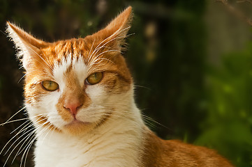 Image showing cat red