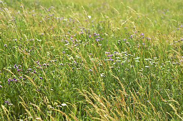 Image showing meadow