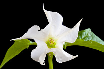 Image showing jimsonweed