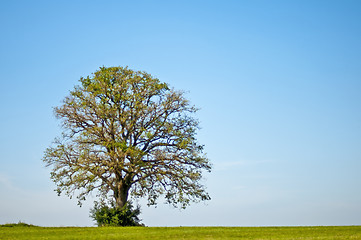 Image showing oak in summer