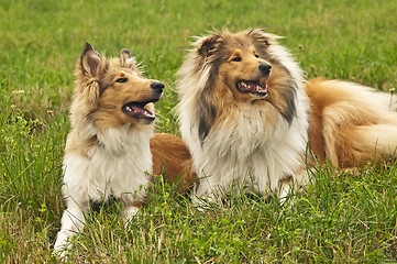 Image showing collie dogs