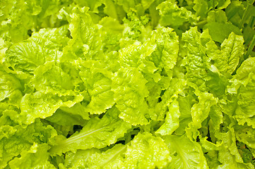 Image showing salad green