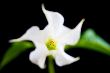 Image showing jimsonweed