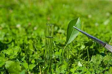 Image showing 2 test tubes with water and leaf