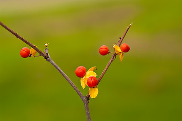 Image showing Physalis Fruit