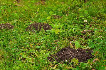 Image showing Mole holes