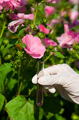 Image showing test tube with pink liquid and flower