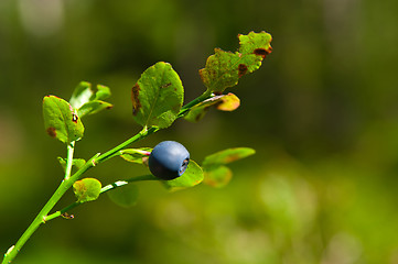 Image showing bilberry