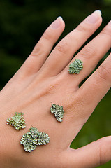 Image showing lichen on the hand