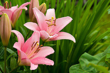 Image showing pink lily