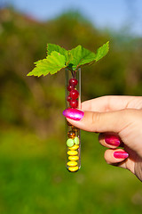 Image showing test tube with tablets, berries and plant