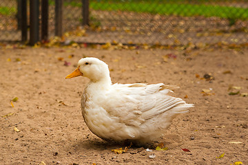 Image showing white goose on a ground