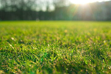 Image showing green grass