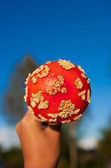 Image showing Fly agaric mushroom