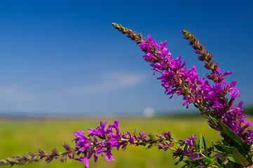 Image showing violet flowers