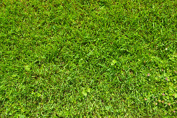 Image showing green grass