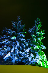 Image showing Night Fir-tree