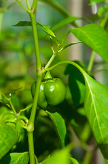 Image showing green young pepper