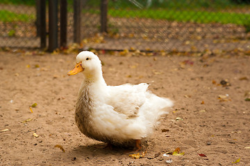Image showing white goose on a ground