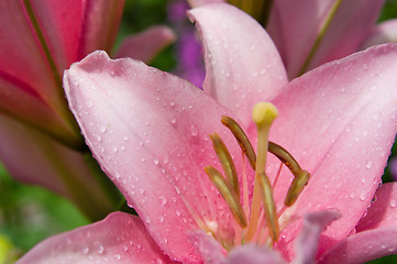 Image showing pink lily