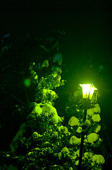 Image showing Night Fir-tree