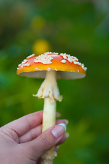 Image showing Fly agaric mushroom