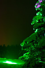 Image showing Night Fir-tree