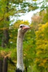 Image showing Ostrich Head