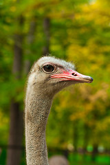 Image showing Ostrich Head