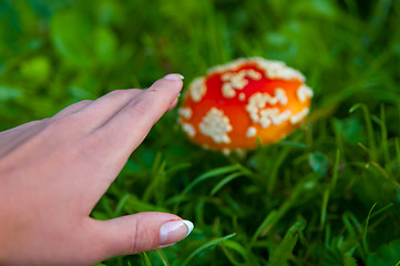 Image showing Fly agaric mushroom