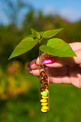 Image showing test tube with tablets, berries and plant