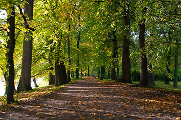 Image showing autumn road