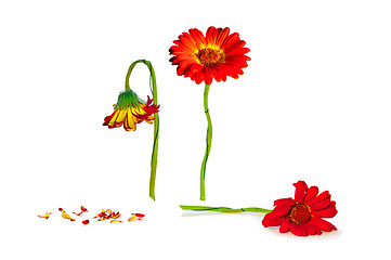 Image showing Orange Gerbera