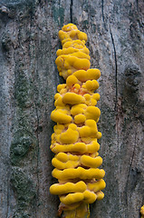 Image showing Yellow fungus parasite